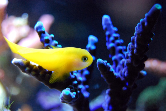 A vibrant coral reef teeming with colorful fish, ideal for underwater exploration.